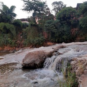 Horto Florestal